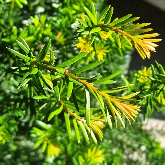 TAXUS baccata 21cm