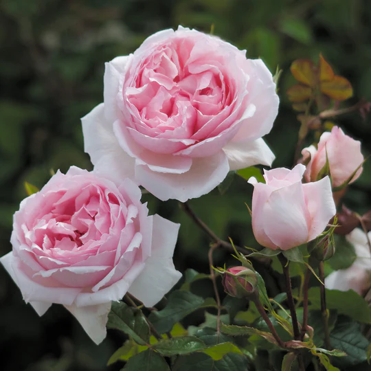 DAVID AUSTIN ROSES - The Wedgwood Rose