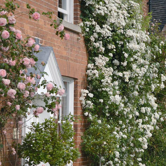 DAVID AUSTIN ROSES - Rambling Rector