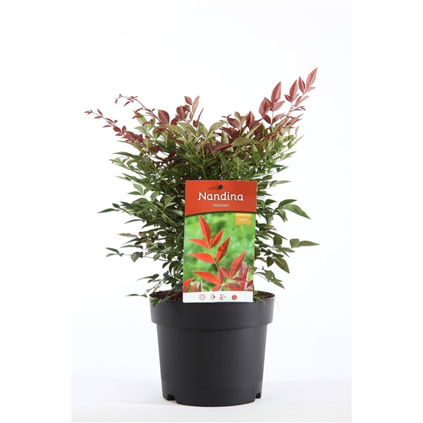 NANDINA domestica 'Obsessed'