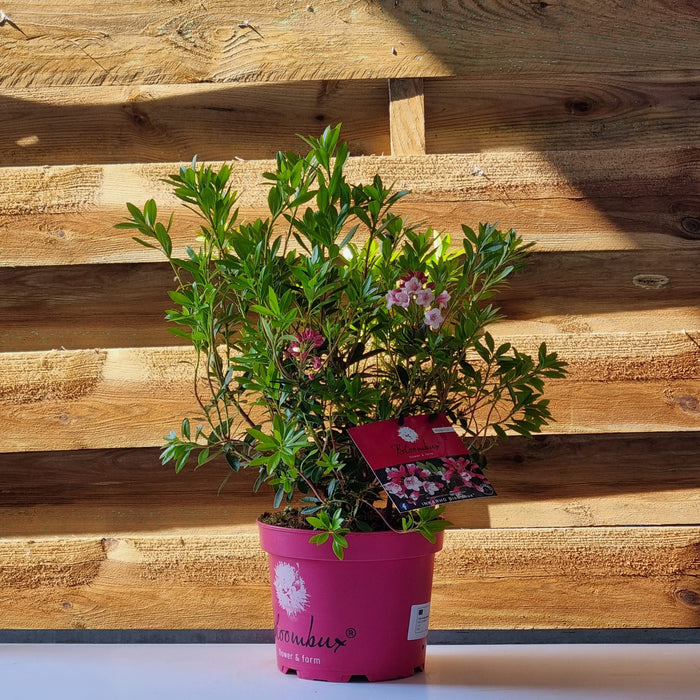 RHODODENDRON 'Bloombux Magenta' 2L