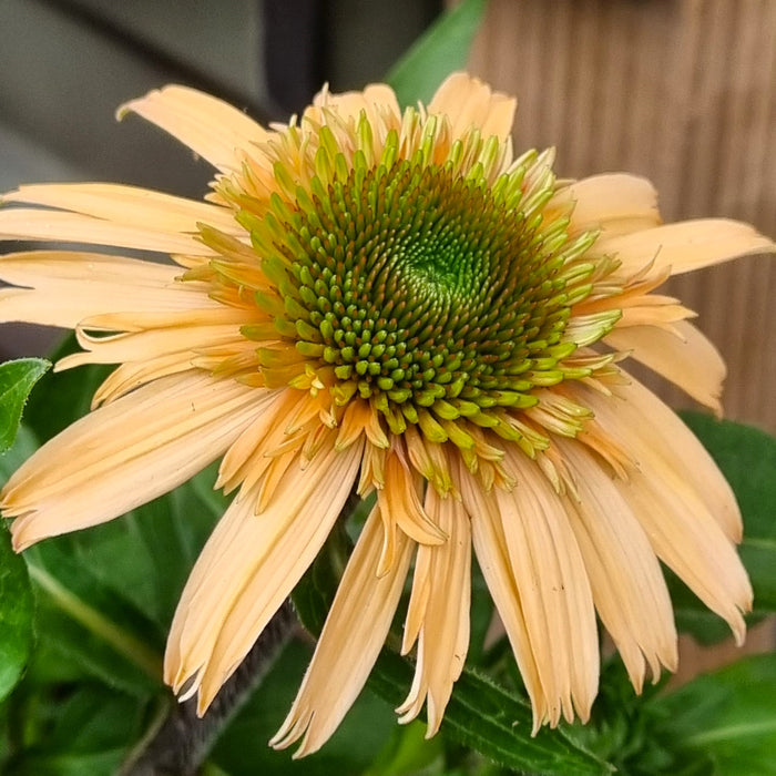 ECHINACEA Double Orange Red 2ltr