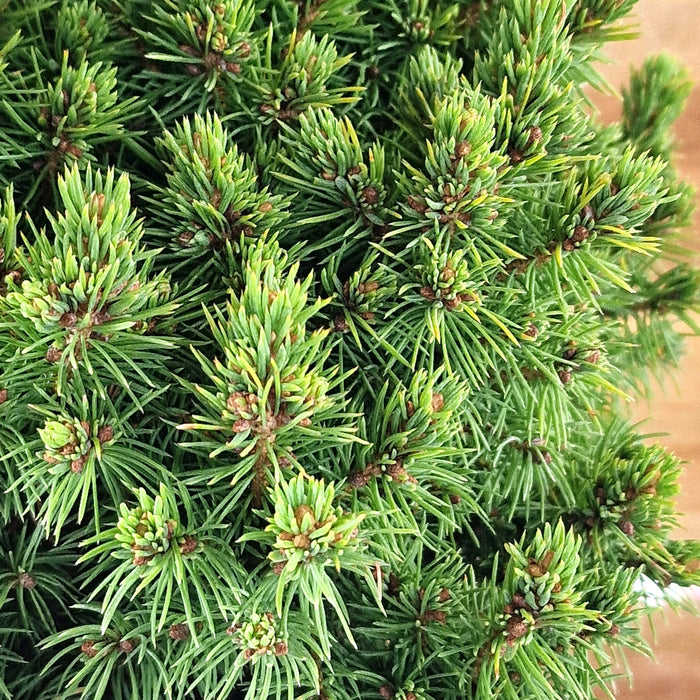 Picea Glauca Alberta Globe* 4.5L