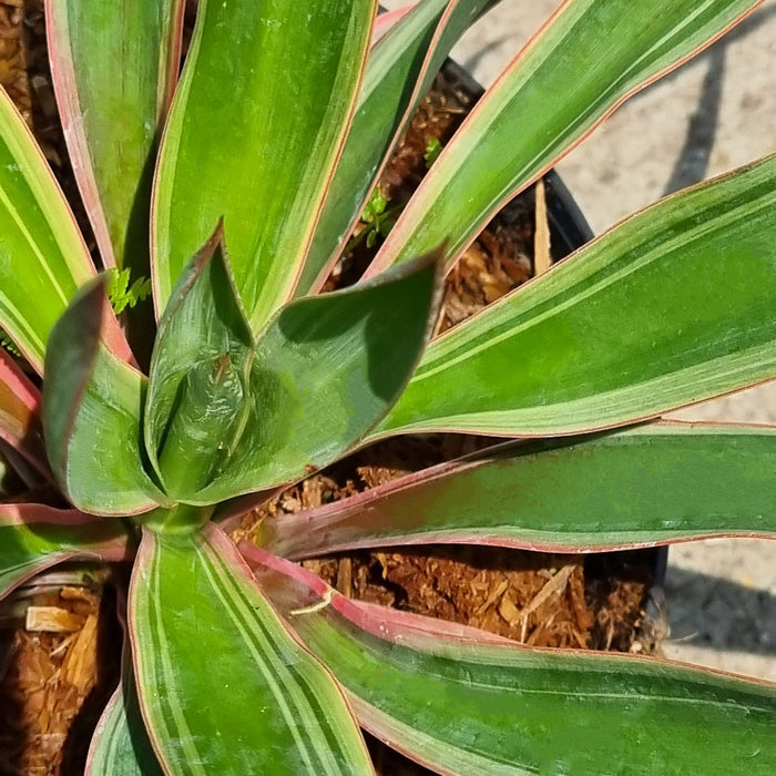 YUCCA glorioso 'Variegata' 2ltr