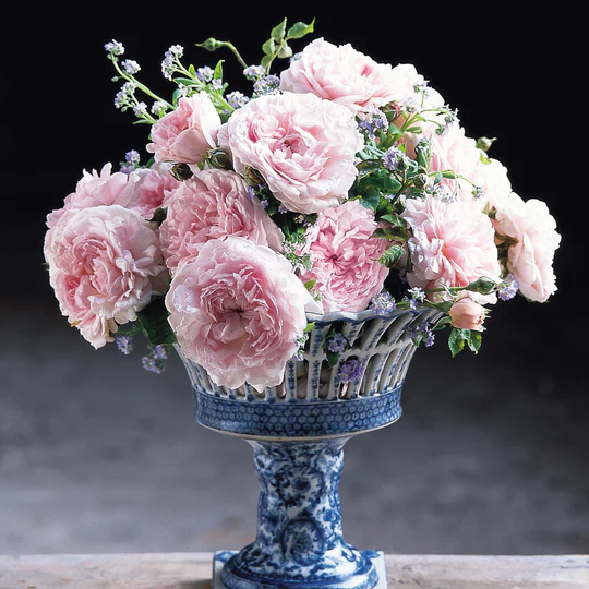 DAVID AUSTIN ROSES - Eglantyne