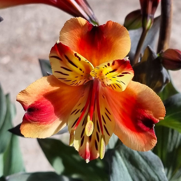 ALSTROMERIA  Indian Summer 17cm