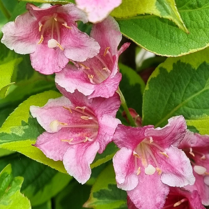 WEIGELA 'Kosteriana Variegata' 3ltr