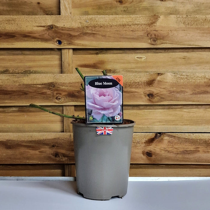 ROSE Blue Moon - Hybrid Tea 3ltr