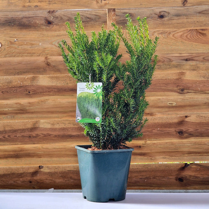 Taxus Med. Hilli 4.5L