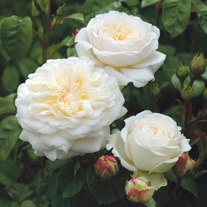 DAVID AUSTIN ROSES -  Tranquillity 6ltr