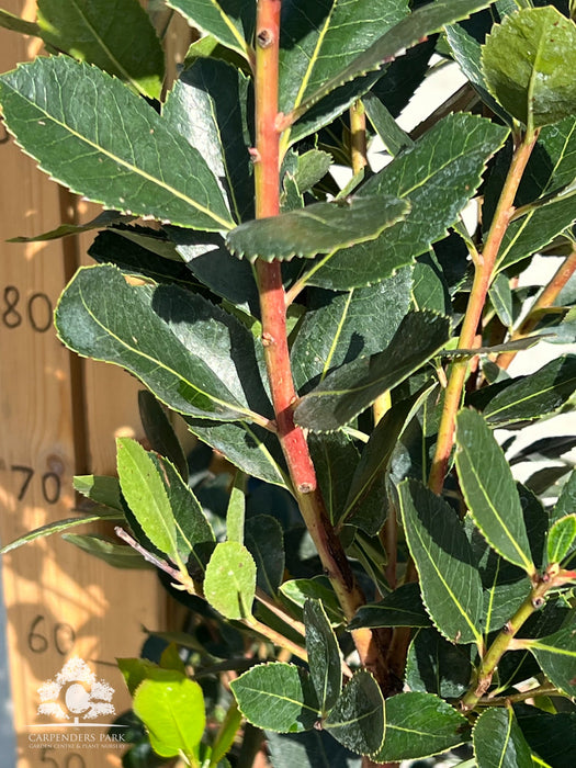 ARBUTUS Unedo 30Ltr 100-125