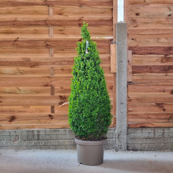 BUXUS  Sempervirens 80/90 Pyramid