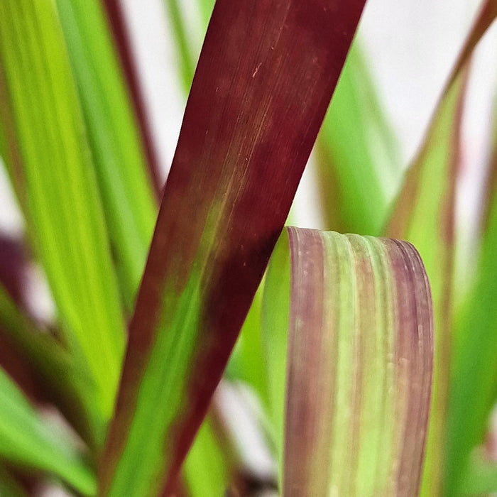 IMPERATA cyl. 'Red Baron' 2ltr