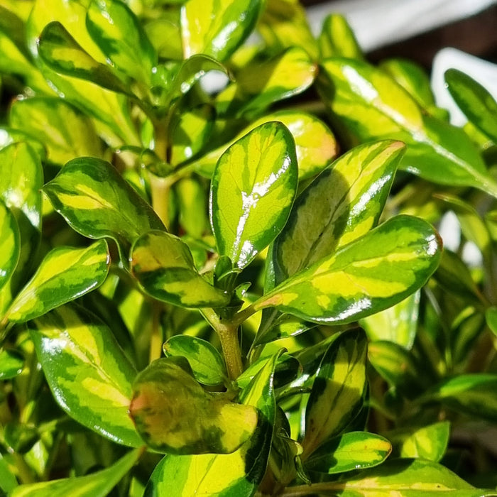 COPROSMA Lemon and Lime