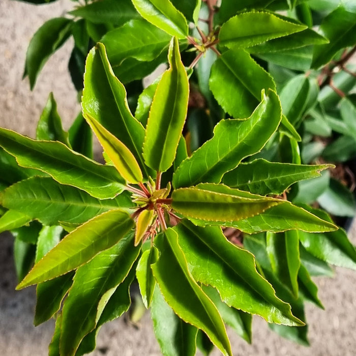 VANE PRUNUS  'Lusitanica Angustifolia' 19cm