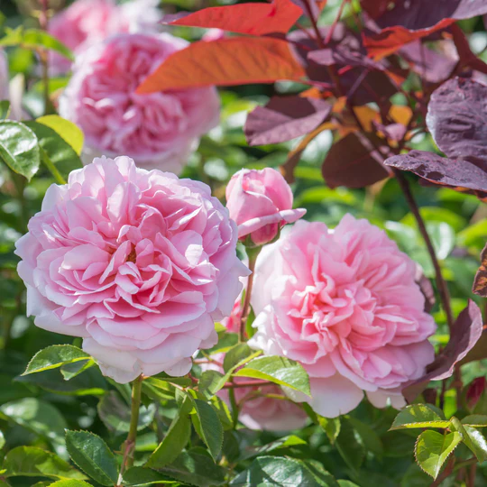 DAVID AUSTIN ROSES - Wildeve