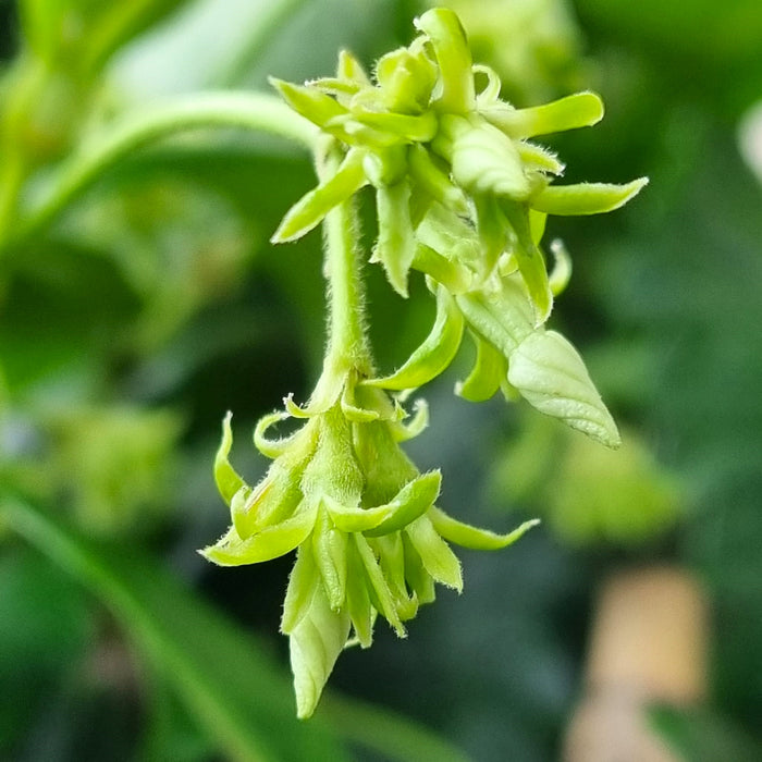 TRACHELOSPERMUM 'jasminoides'