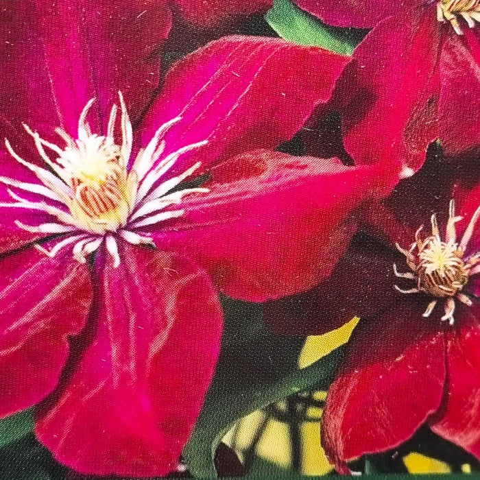 CLEMATIS Rouge Cardinal 3L