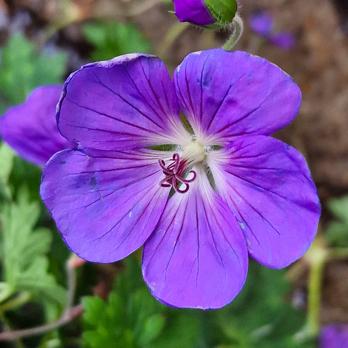 GERANIUM Wallichianum Bloom Me Away 3ltr