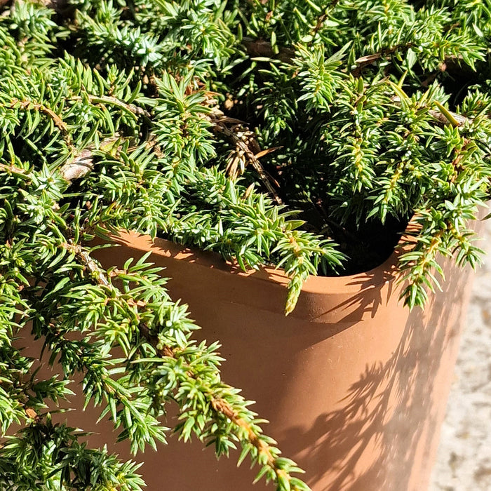 Juniperus Comm. Green Carpet 4.5L