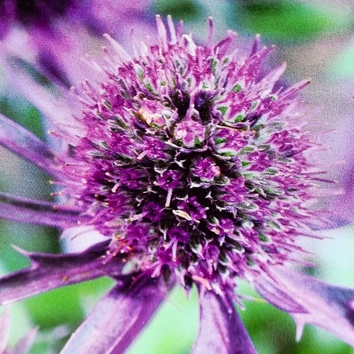 ERYNGIUM planum Blue Hobbit 3L