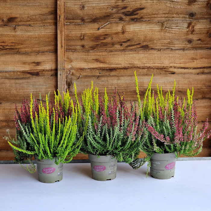 'Plant Bundle 13 (3 x Calluna Heather 12cm)'