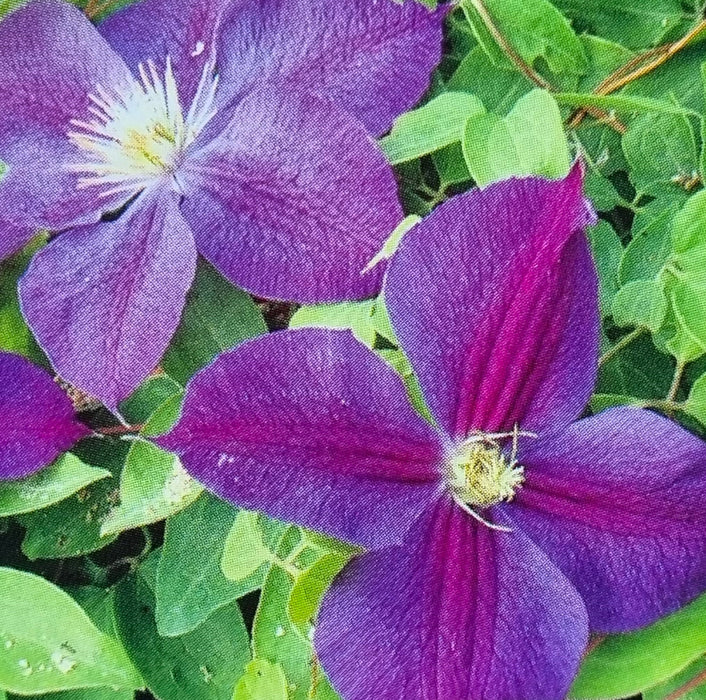 CLEMATIS Star of India 3L