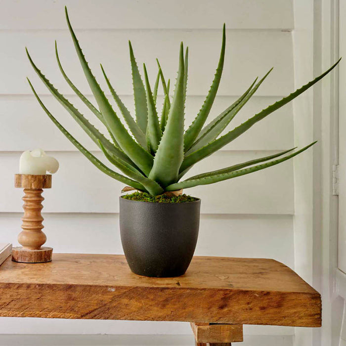 Kaemingk Aloe Vera In Pot