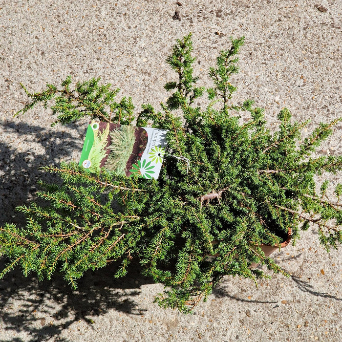 Juniperus Comm. Green Carpet 4.5L