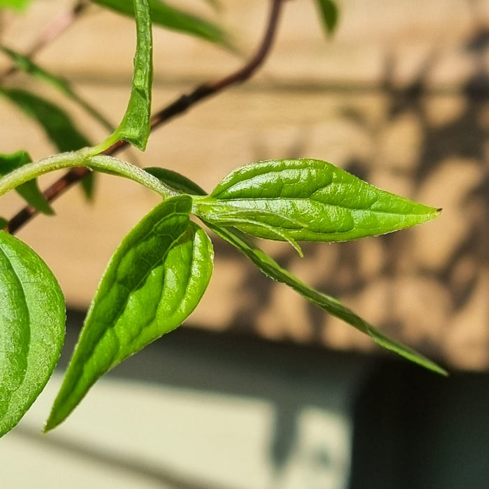 Philadelphus Lemoinei 3l