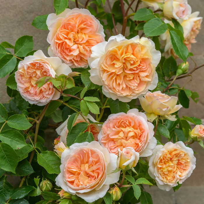 DAVID AUSTIN ROSES - Bathsheba Climbing