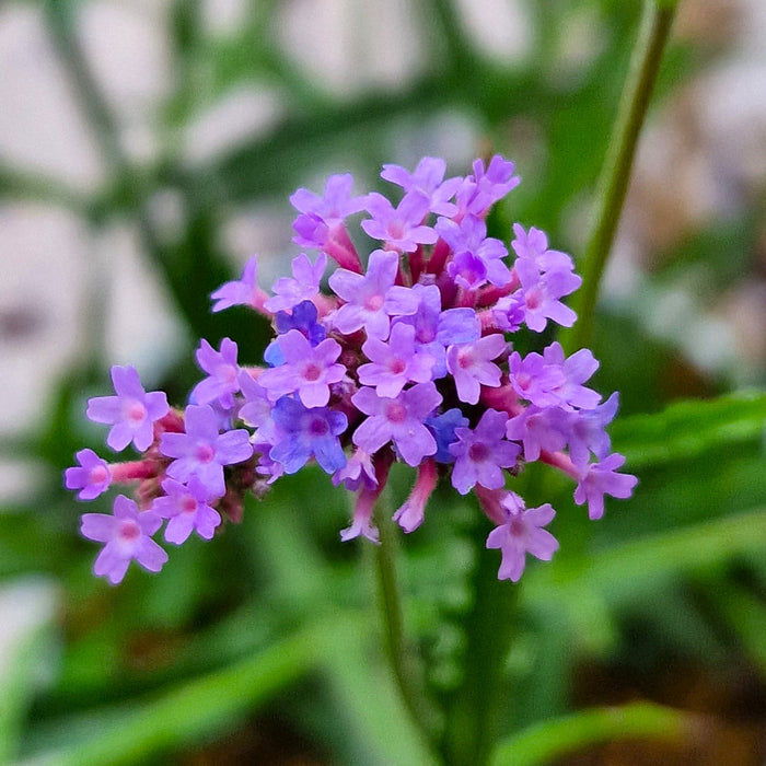 VERBENA bonariensis Lollipop 3ltr