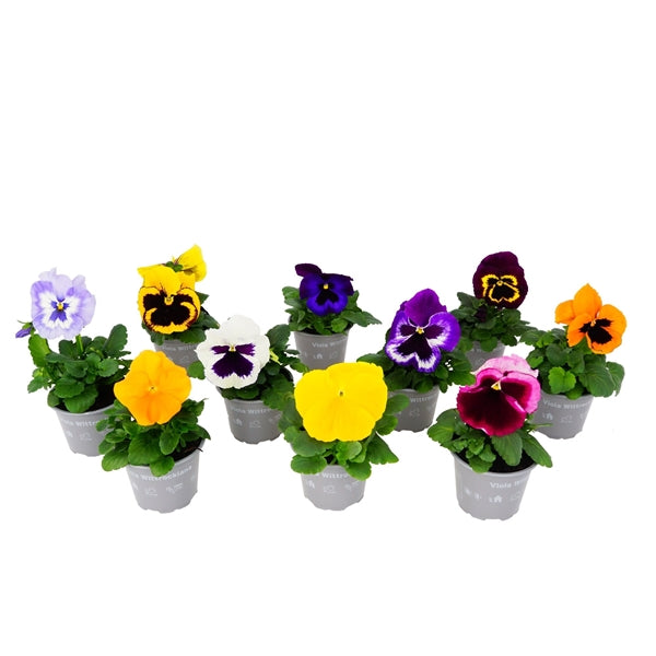 Pansy Mixed 9cm Pot Deal (Pack of 12)