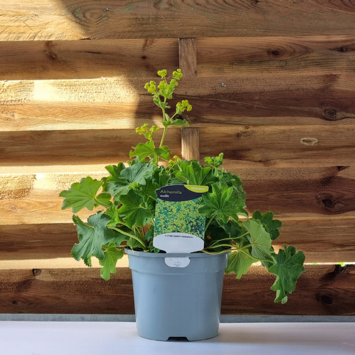 ALCHEMILLA Mollis 3ltr