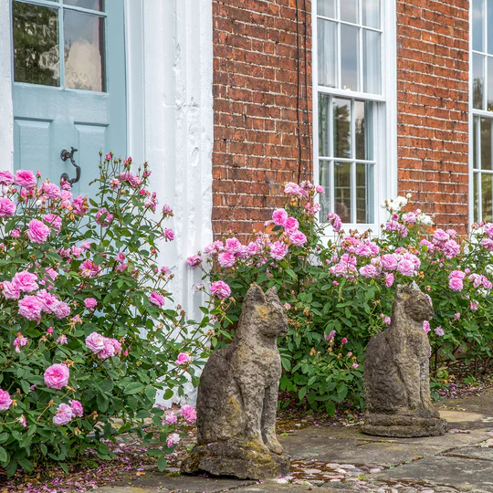 DAVID AUSTIN ROSES - The Mayflower