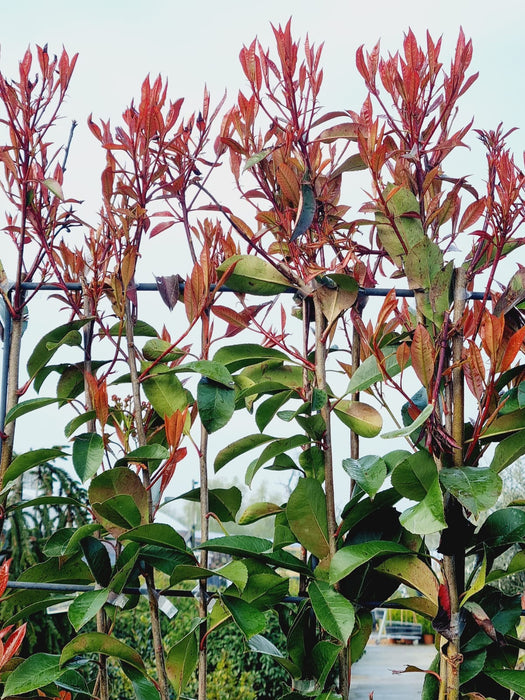 PHOTINIA Fraseri Red Robin 150x100