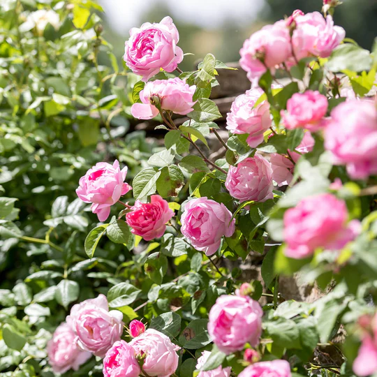 DAVID AUSTIN ROSES - Constance Spry Climbing