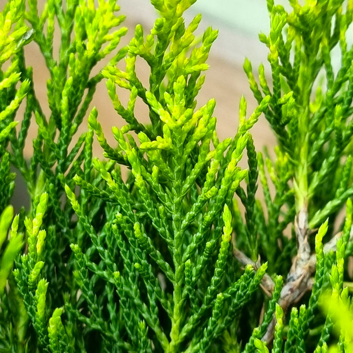 JUNIPERUS media 'Old Gold' 2ltr