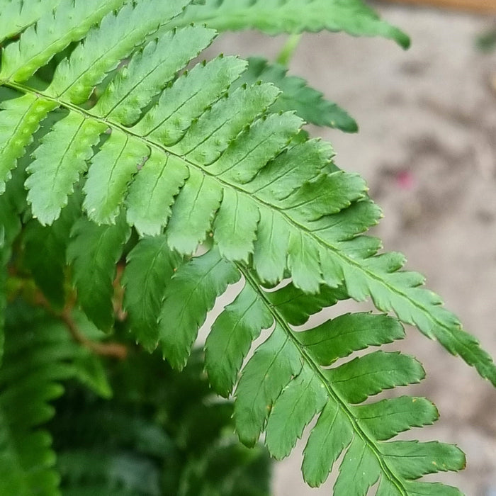 VAN DRYOPTERIS 'Erythrosora'