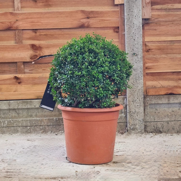 ILEX Crenata Ball P26