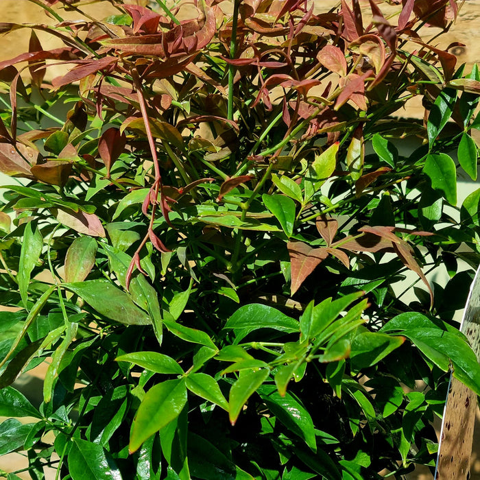 NANDINA dom Obsessed 17cm