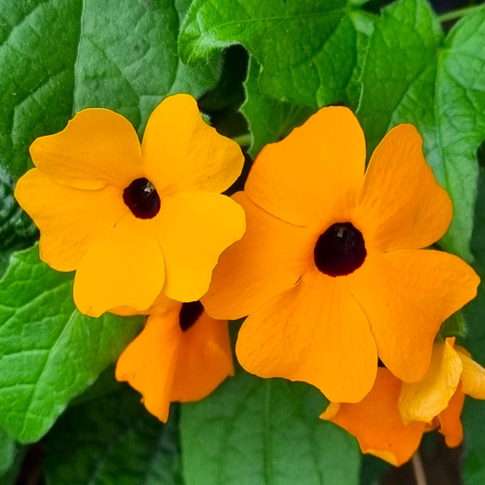 THUNBERGIA