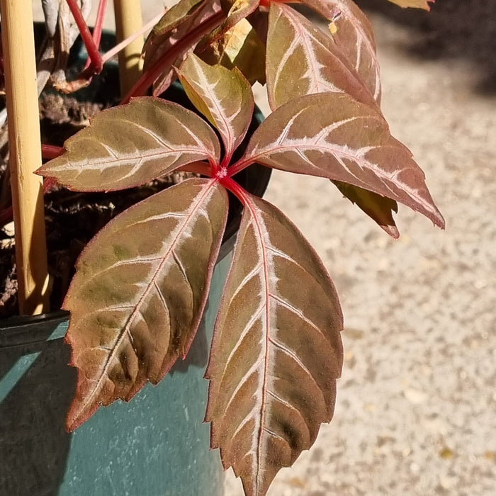 PARTHENOCISSUS henryana 3L