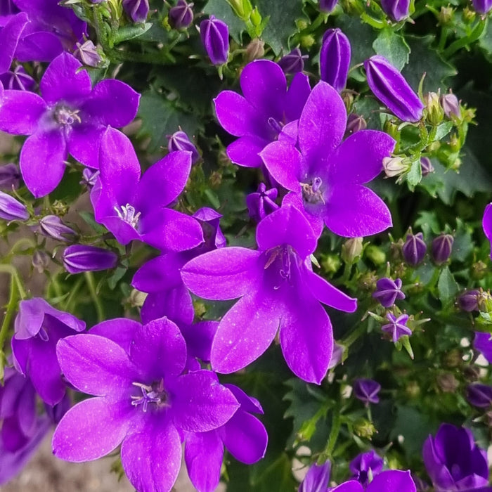 CAMPANULA  In Variety 10cm