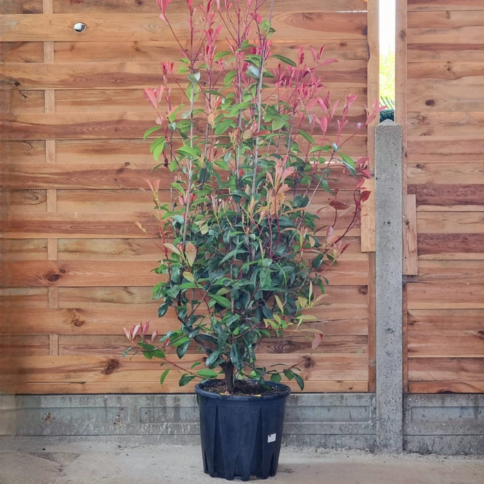 PHOTINIA  X. Fraseri Red Robin 175cm+