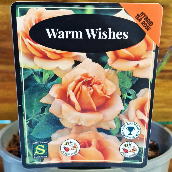 ROSE Warm Wishes - Celebration 3ltr