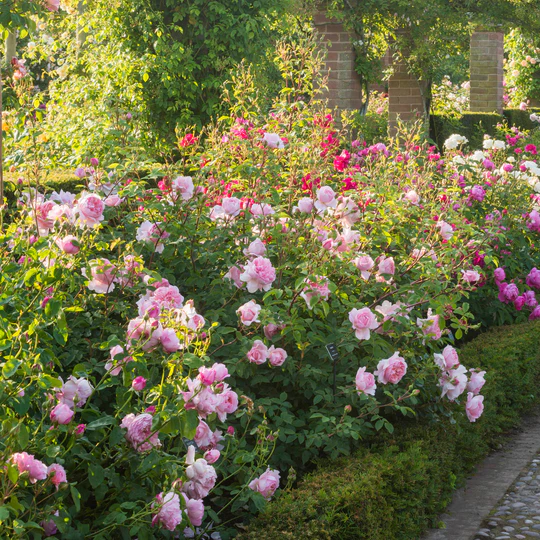 DAVID AUSTIN ROSES - Wildeve