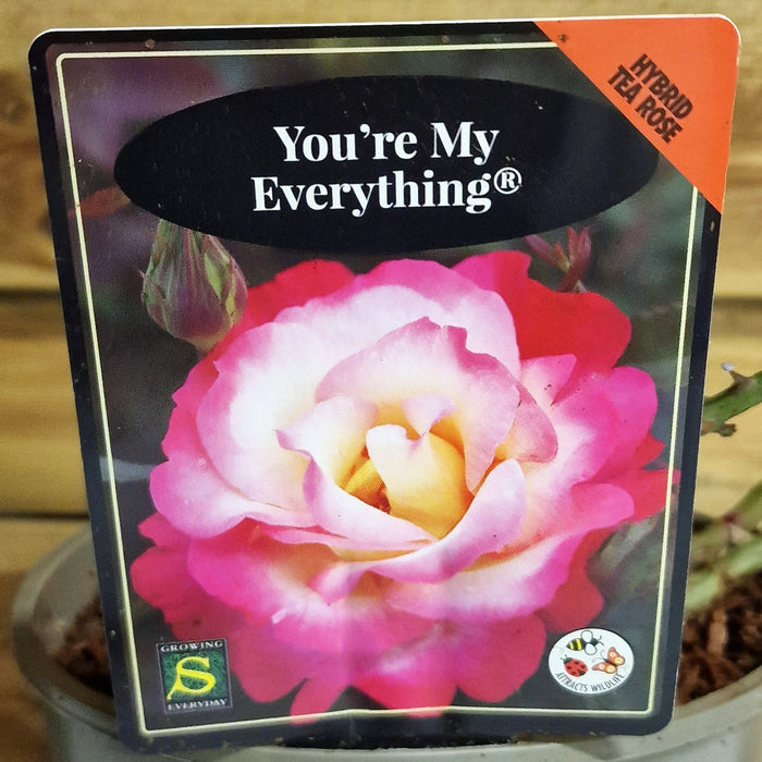 ROSE You're my Everything (ROTY 2025) - Hybrid Tea 3ltr