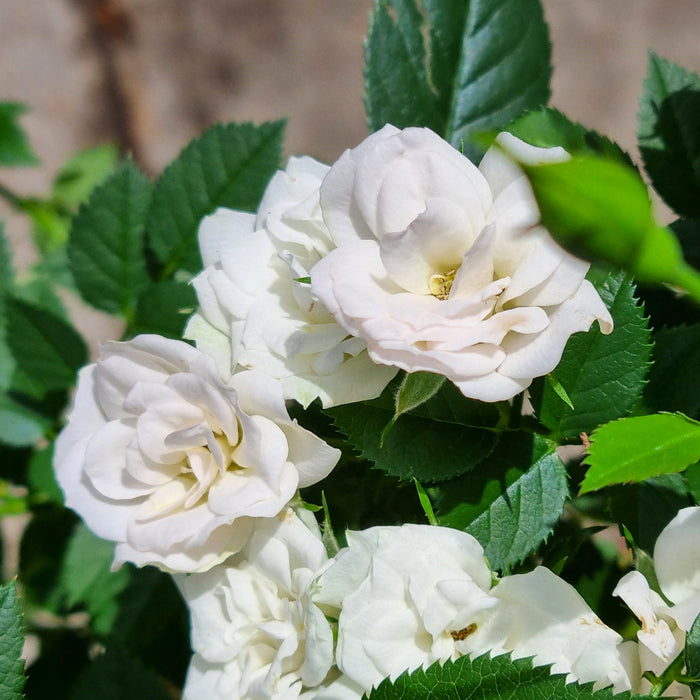 WHITE Mini Standard Patio Roses