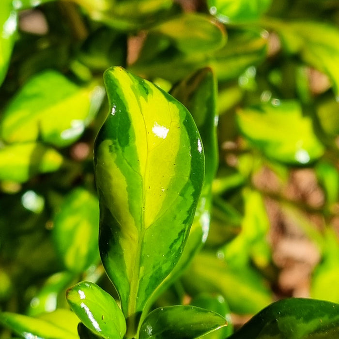 COPROSMA Lemon and Lime